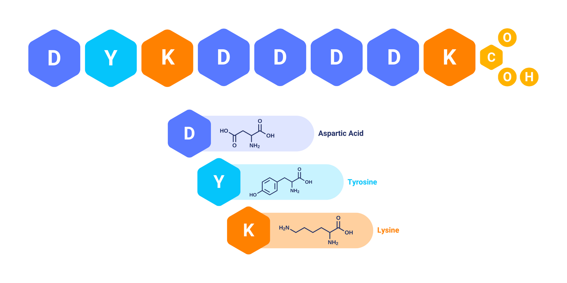FLAG Tag: A Comprehensive Overview for Biopharmaceutical Research