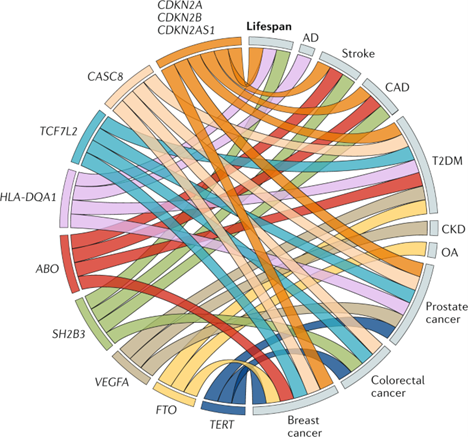 Melzer, D., Pilling, L.C. & Ferrucci, L. The genetics of human ageing. Nat Rev Genet 21, 88–101 (2020). https://doi.org/10.1038/s41576-019-0183-6
