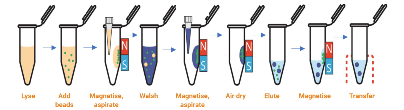 Schematic of RNA isolation using magnetic bead-based technology