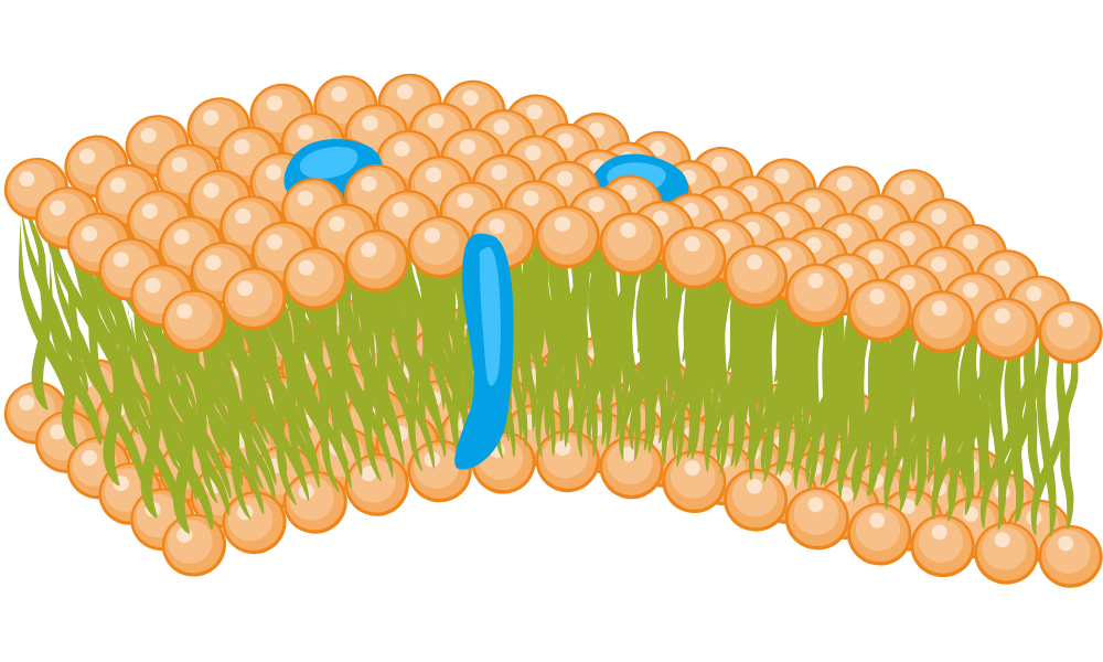 How Are Membrane Proteins Important in Medicine? kbdna