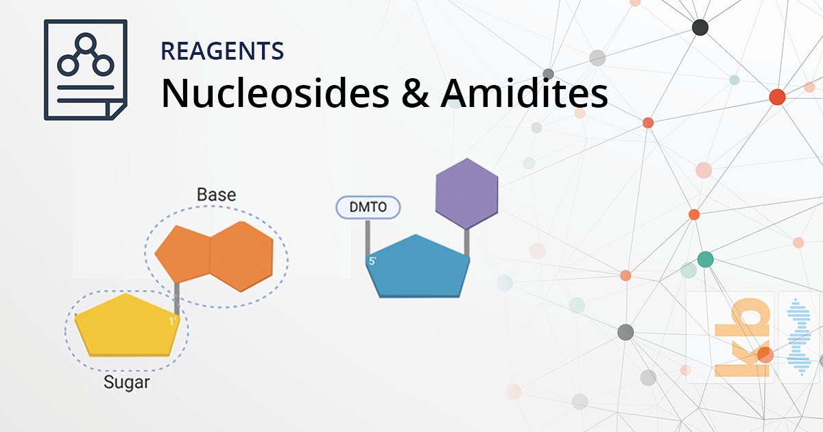 Nucleosides & Amidites: The Building Blocks of DNA & RNA