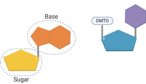 Nucleosides & Amidites | kbDNA