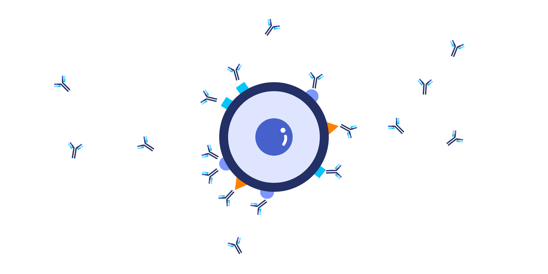 A cartoon illustration of a cell surrounded by antibodies.