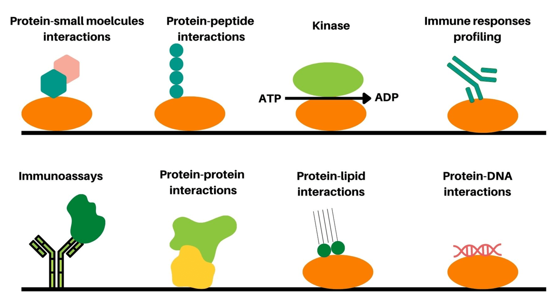 Protein microarray for detecting proteins and mapping interactions with molecules.
