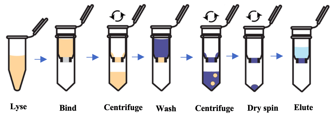 Schematic of RNA isolation using spin-column technology