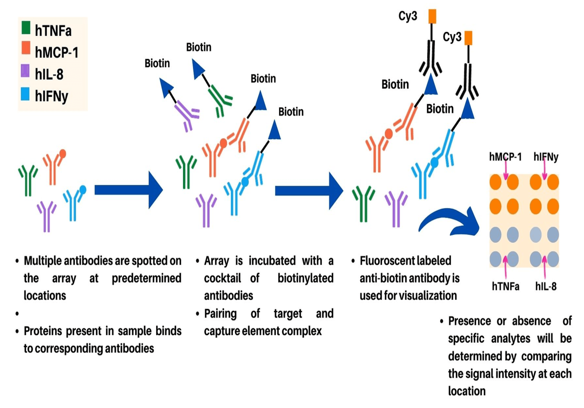  FLISA antibody microarray steps outlined.