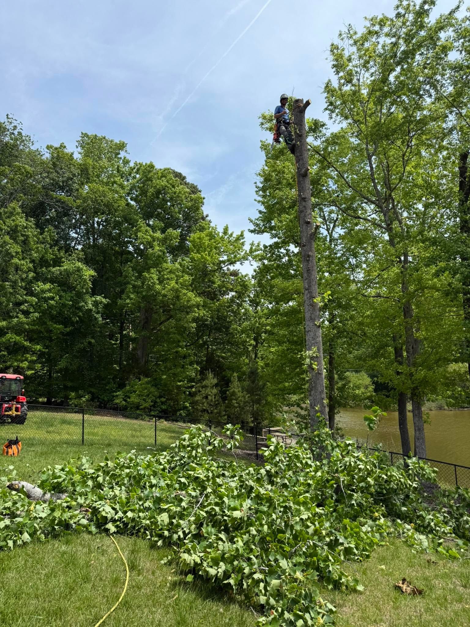 A park scene with a fallen tree branch and a tall trimmed tree trunk amid green foliage.
