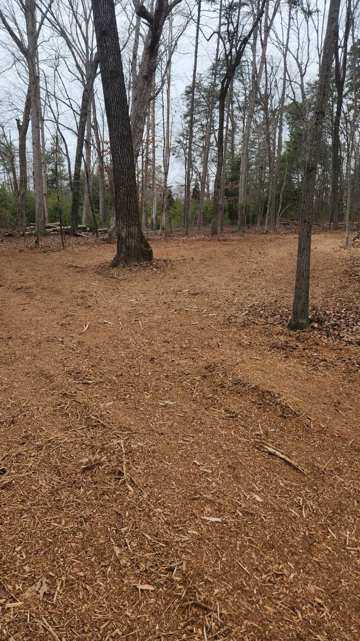 Leaf-covered woodland with bare trees on an overcast day