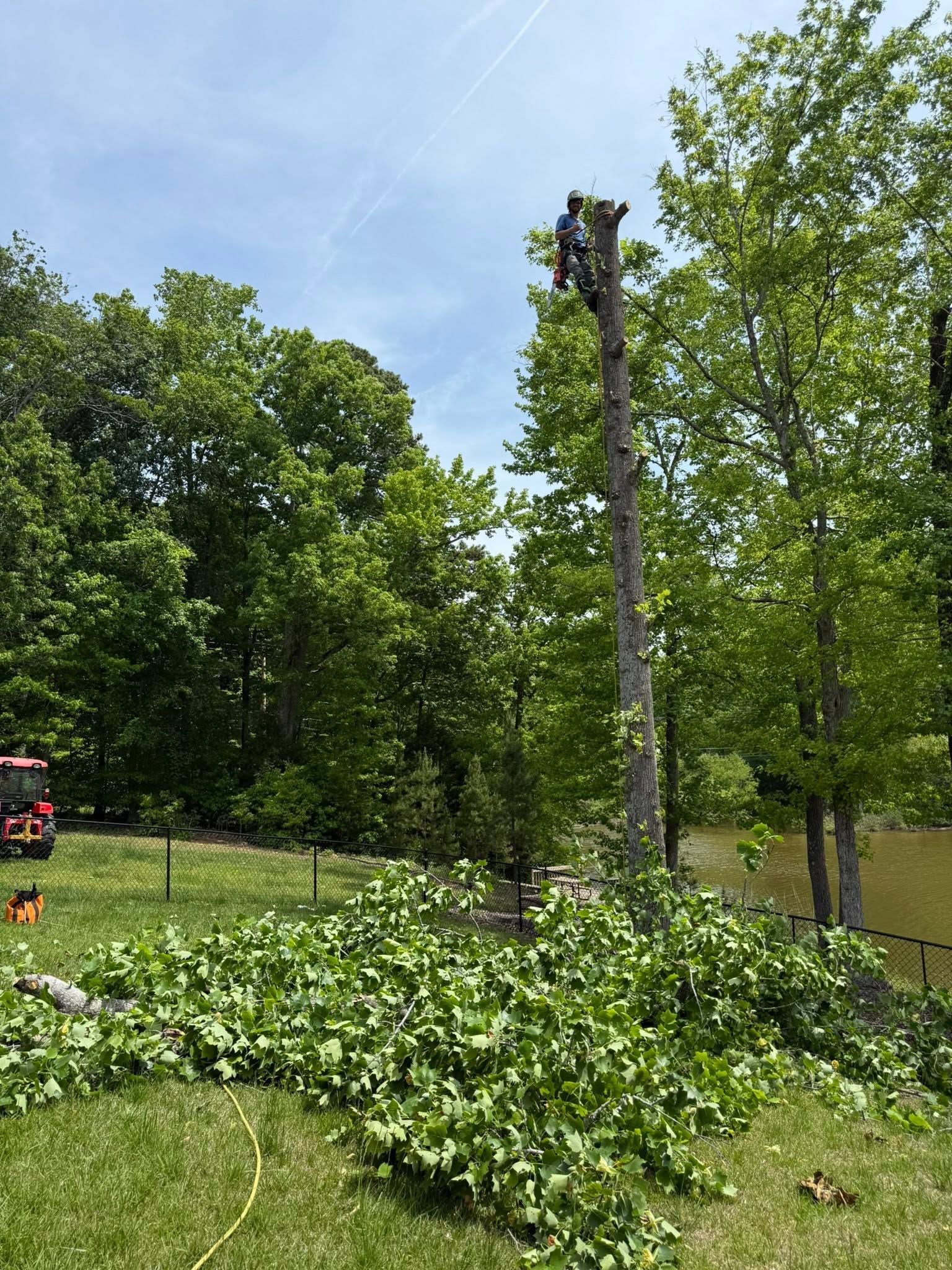 A tree with its top cut off, surrounded by fallen branches in a grassy park.