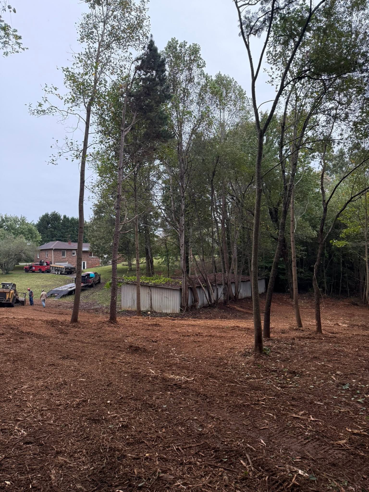 Wooded hillside with dry leaves, tall trees, and a small building near a dirt road under a cloudy sky