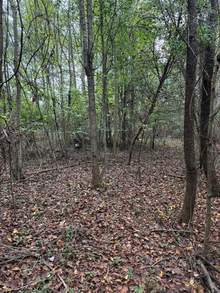 Dense wooded area with thin trees and a leaf-covered forest floor in muted green and brown tones