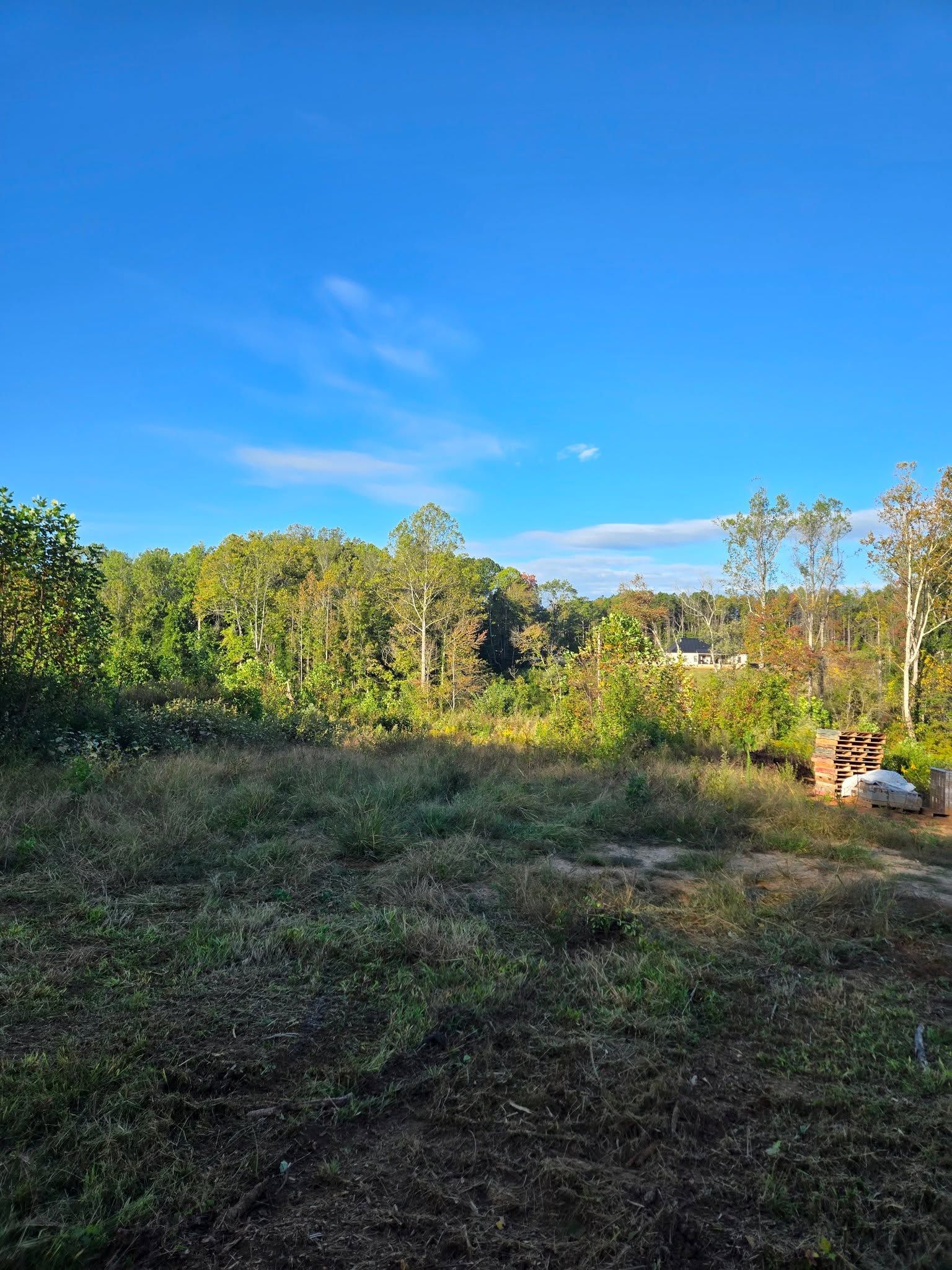 Sunny grassy clearing bordered by trees under a bright blue sky