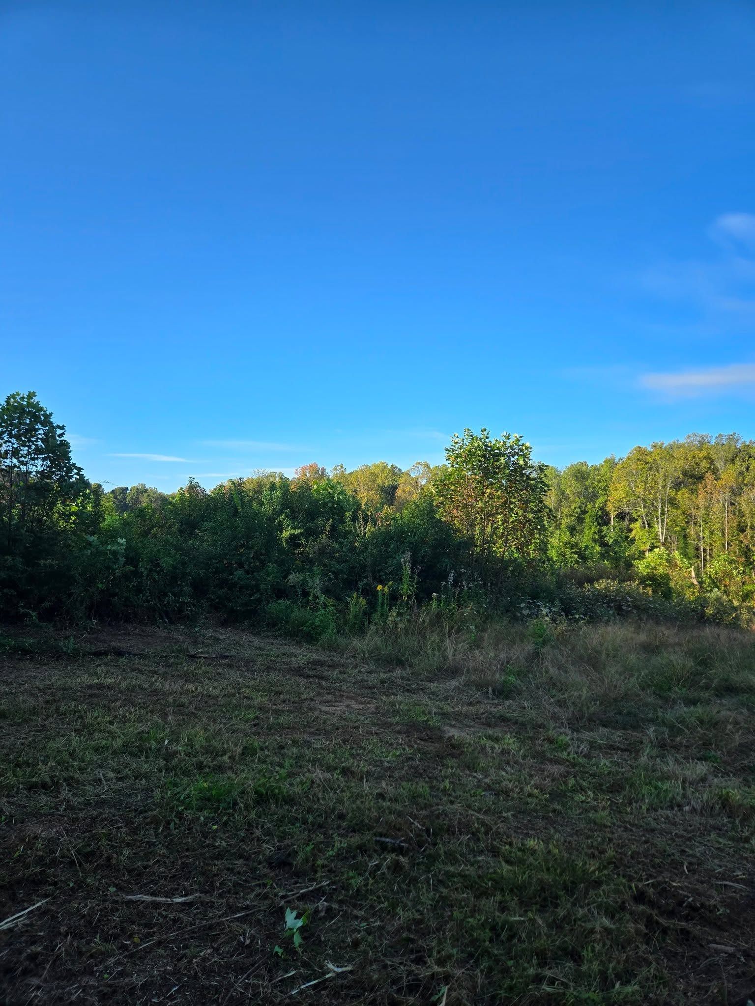 Grassy field under a clear blue sky, with dense green shrubs along the horizon.