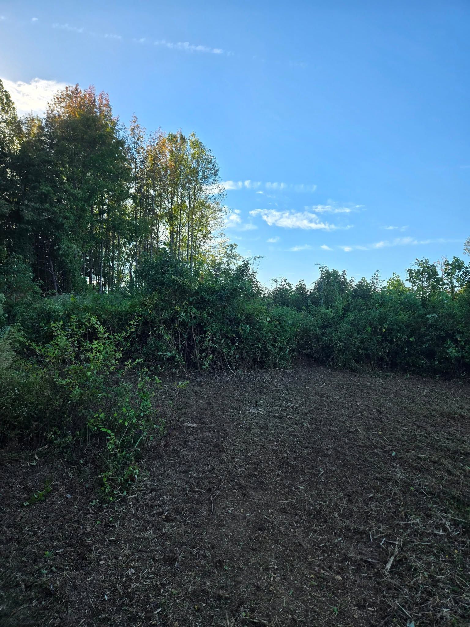 Gravel path beside dense green trees under a clear blue sky at sunset