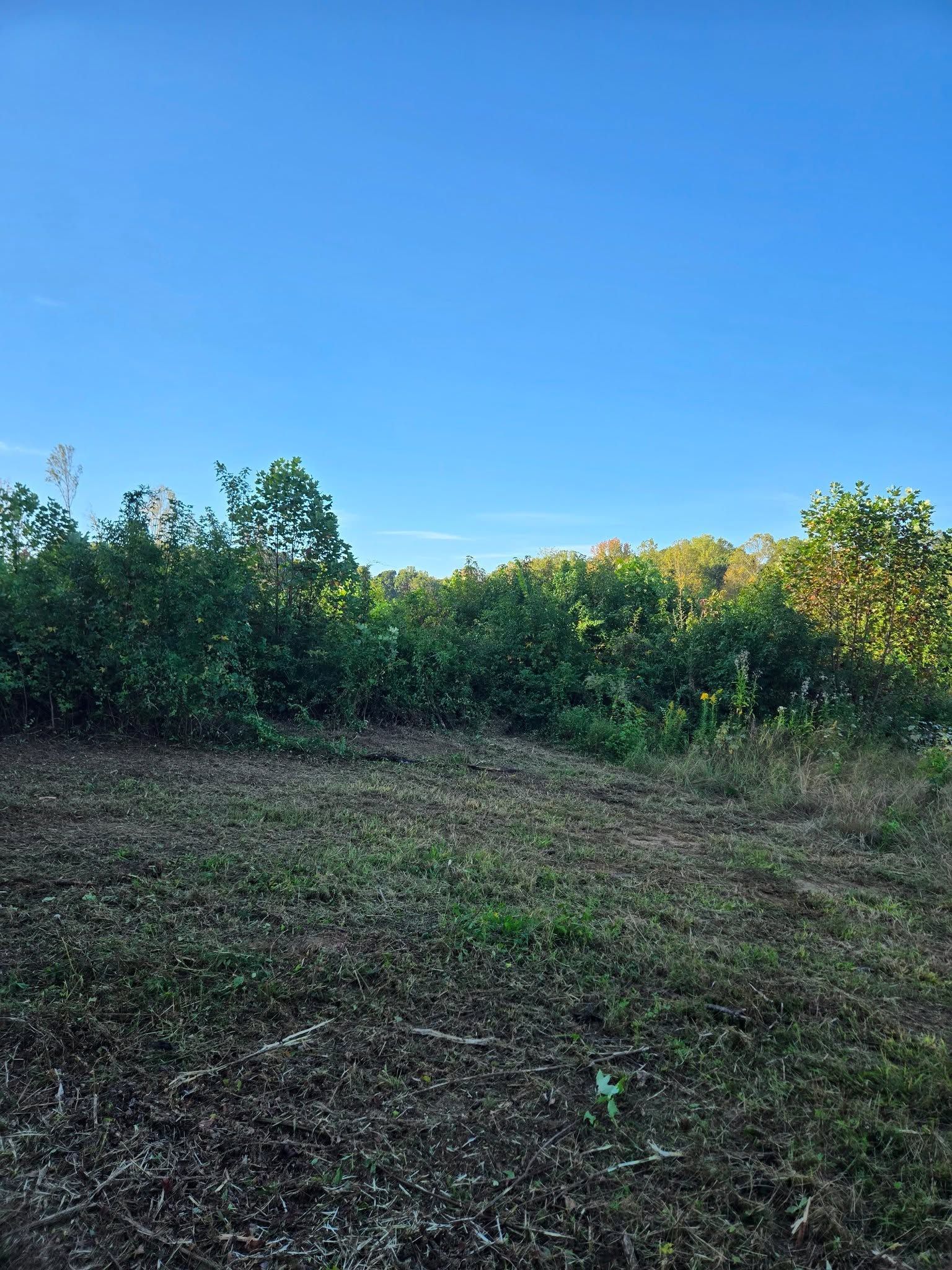 Grassy field with low shrubs under a clear blue sky