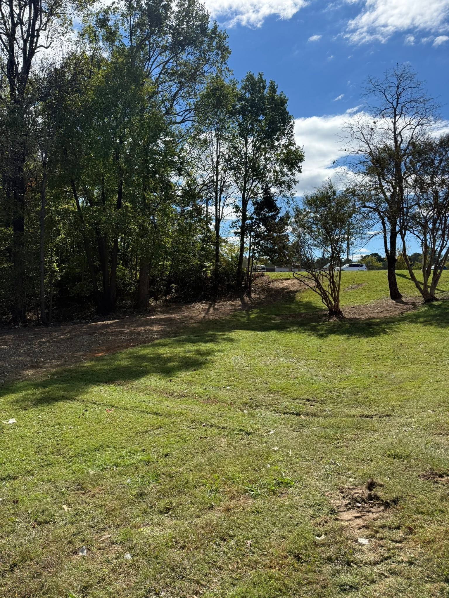 Sunny grassy clearing beside trees under a partly cloudy blue sky