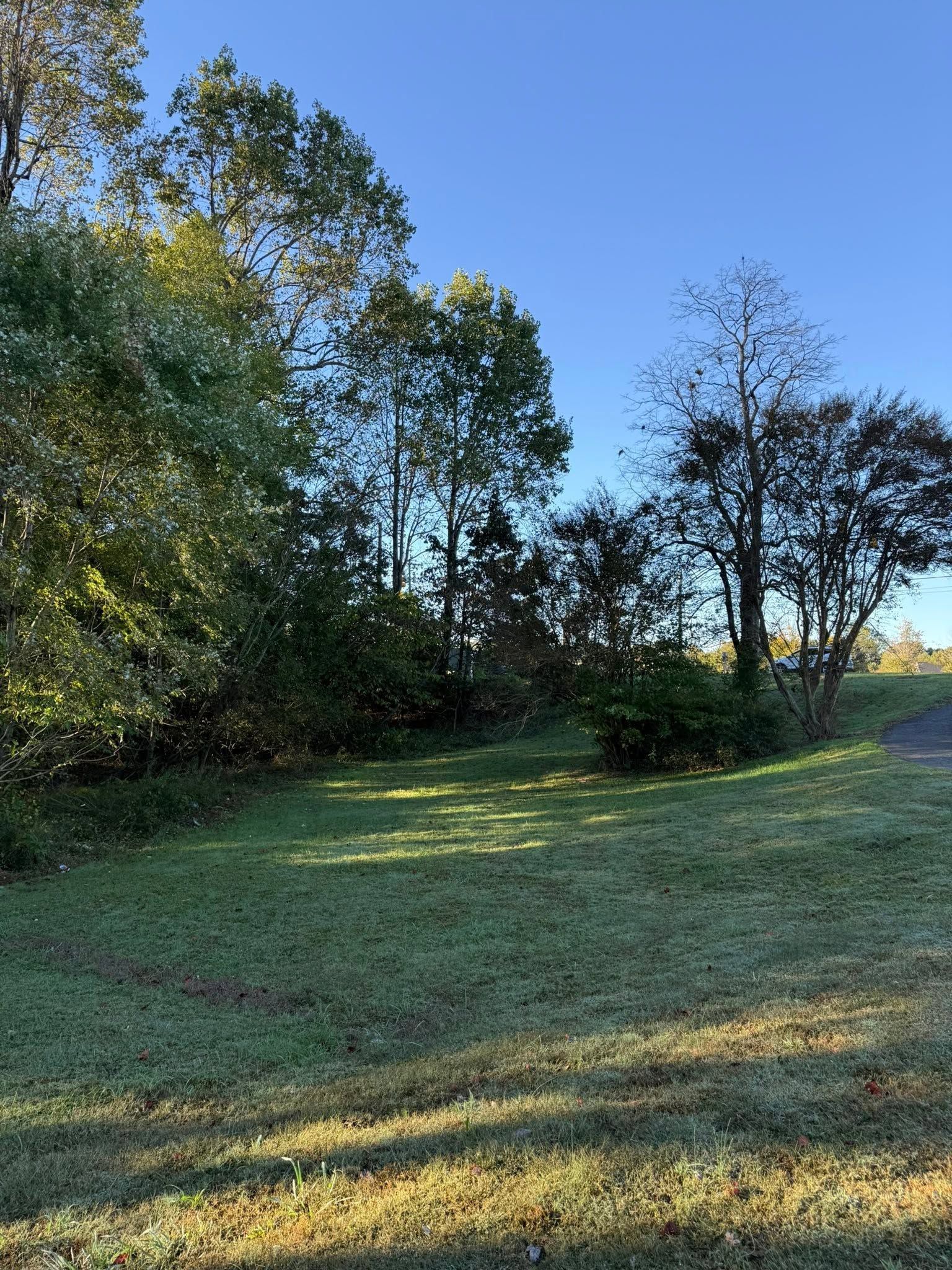 Sunlit grassy clearing bordered by tall trees under a clear blue sky