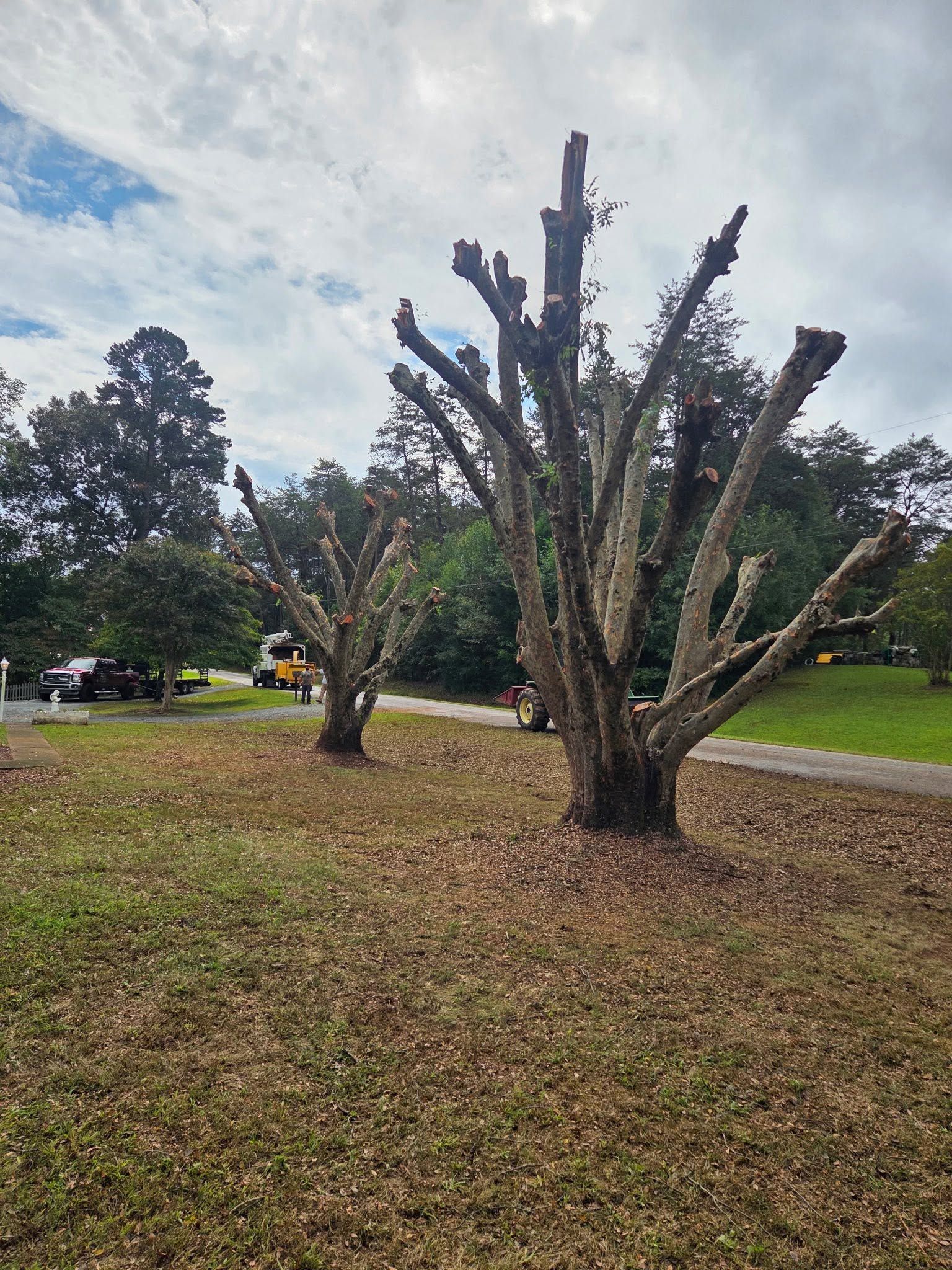 Two pruned trees in a grassy park with a road, parked cars, and cloudy sky