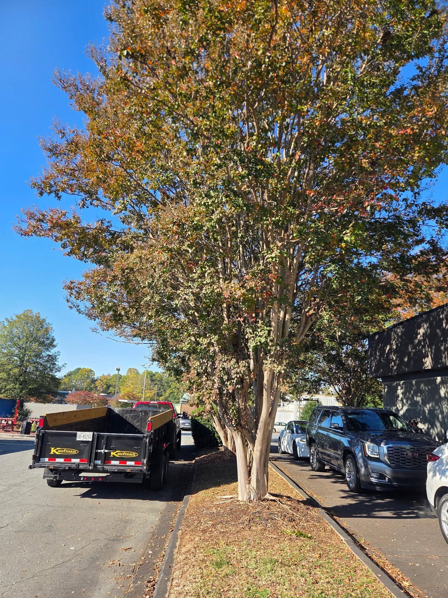 Tree-lined parking lot with parked cars and a black SUV under a large autumn tree