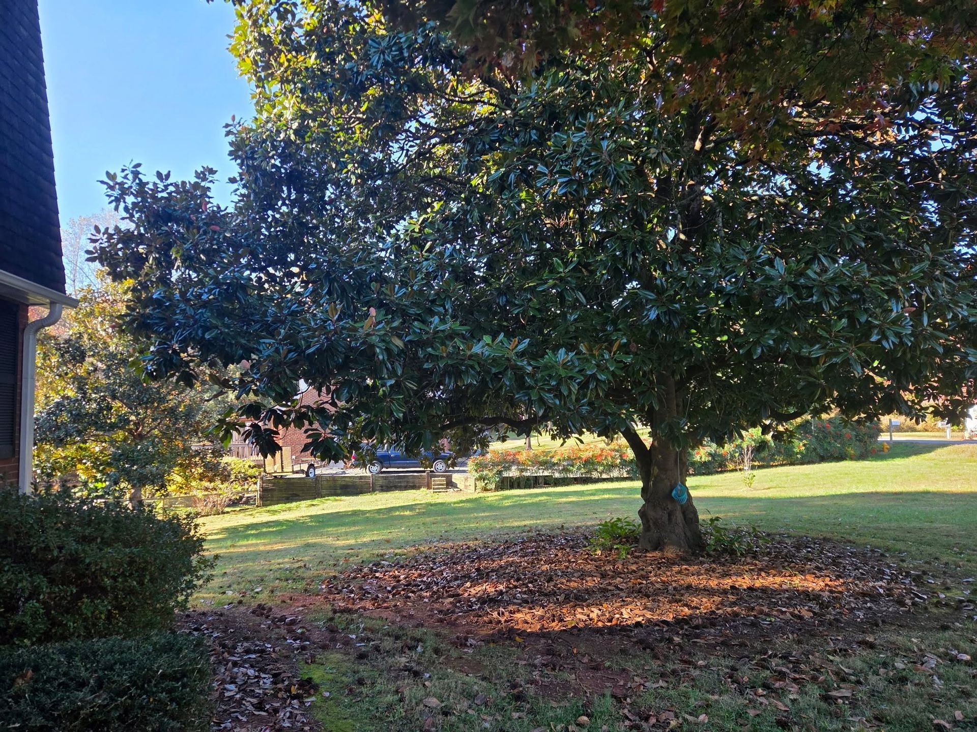 Large tree in a sunny yard with fallen leaves and a house at the left edge