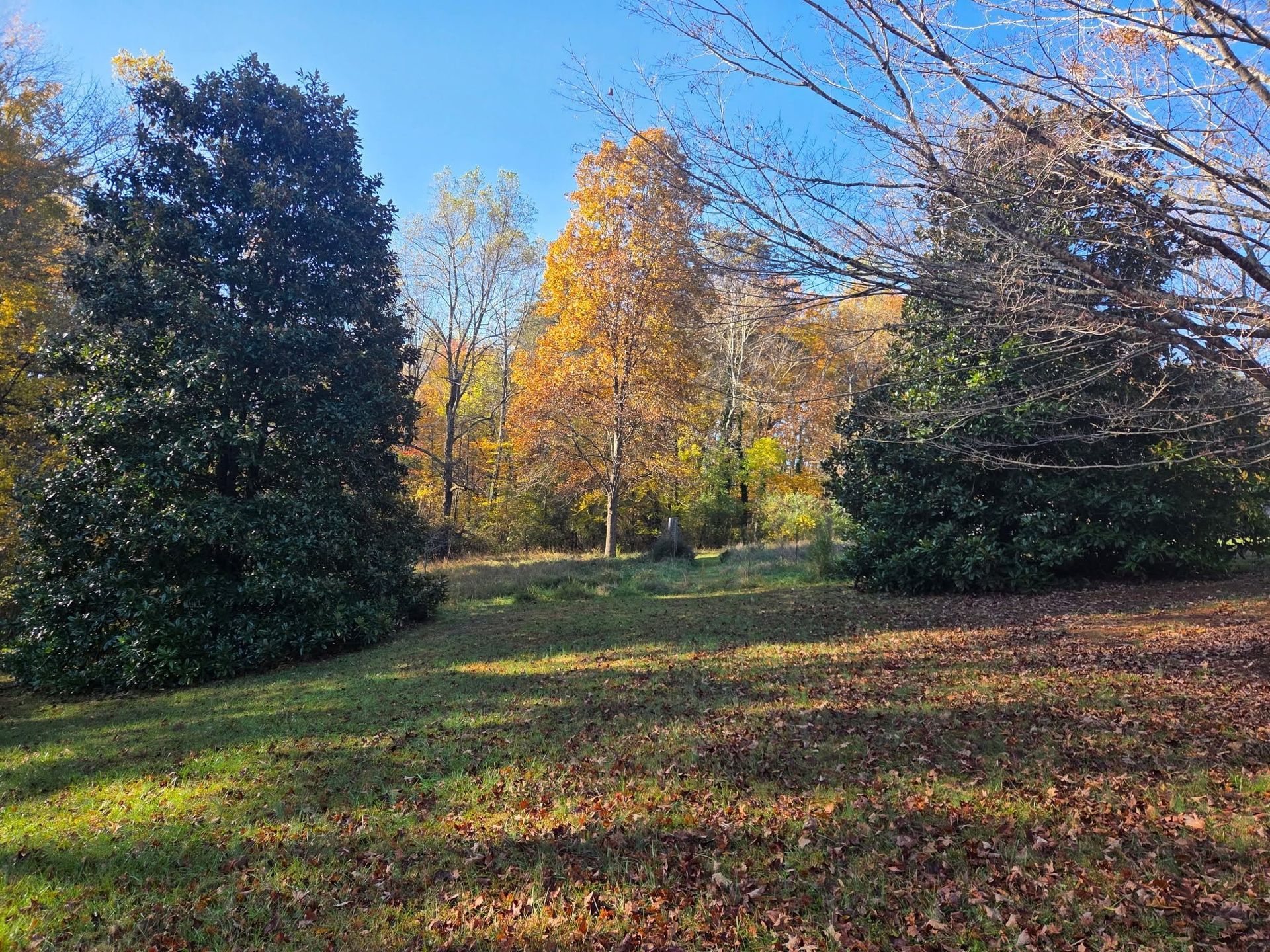 Autumn park scene with sunlit yellow trees, grassy path, and dark evergreen bushes.