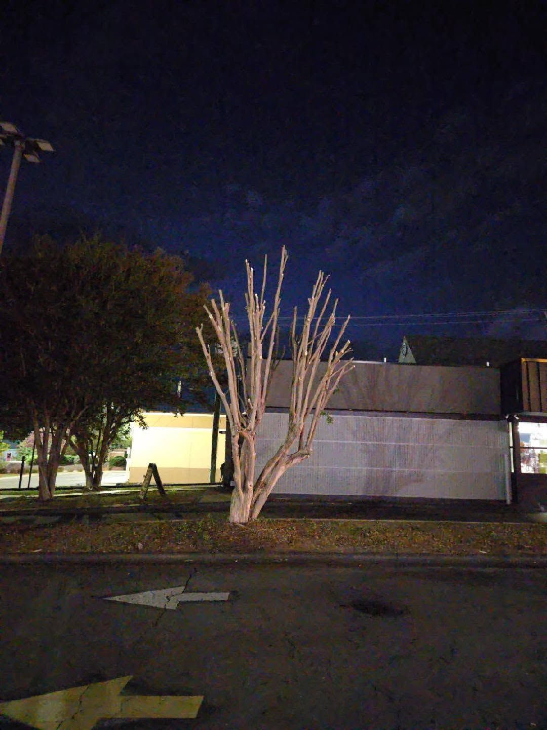 Night street view of a leafless tree beside a building, with road arrows in the foreground.