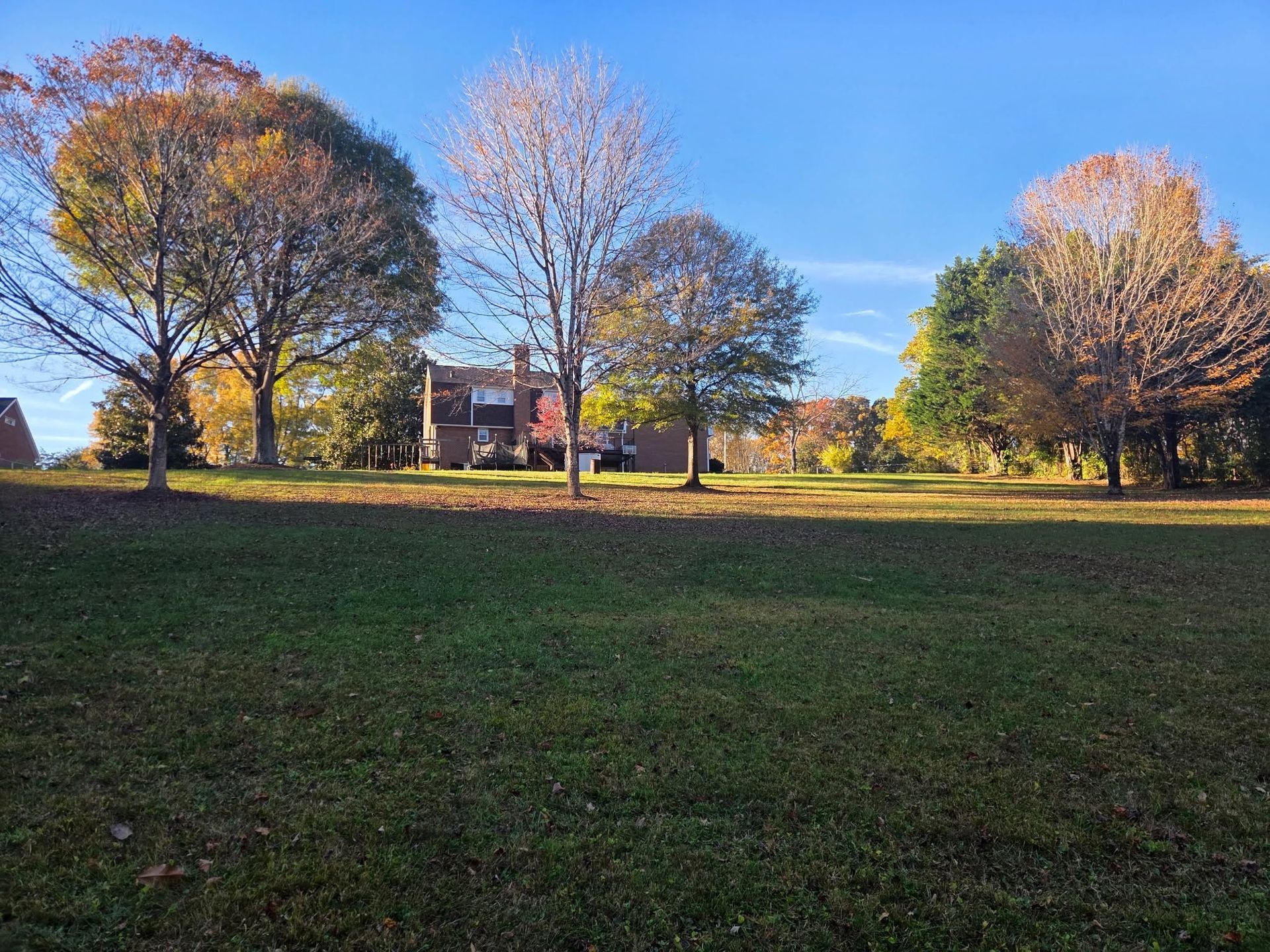 Autumn park with leafless and colorful trees under a clear blue sky, grassy field in foreground