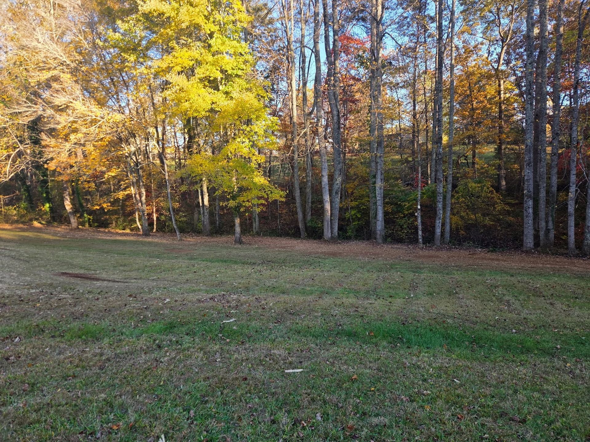 Autumn woodland edge with yellow and orange trees beside a grassy clearing