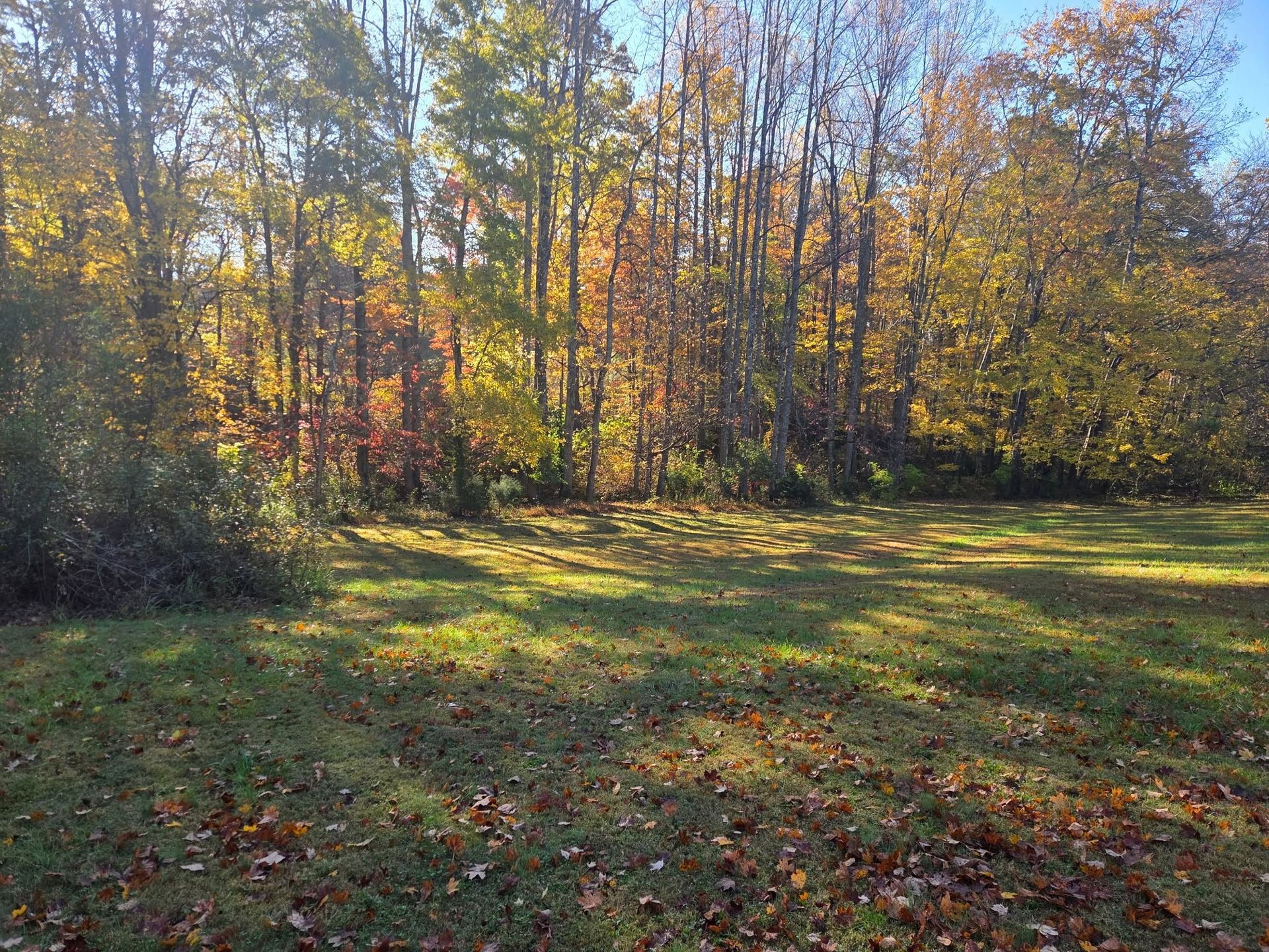 Sunlit autumn forest edge with colorful trees and a grassy clearing