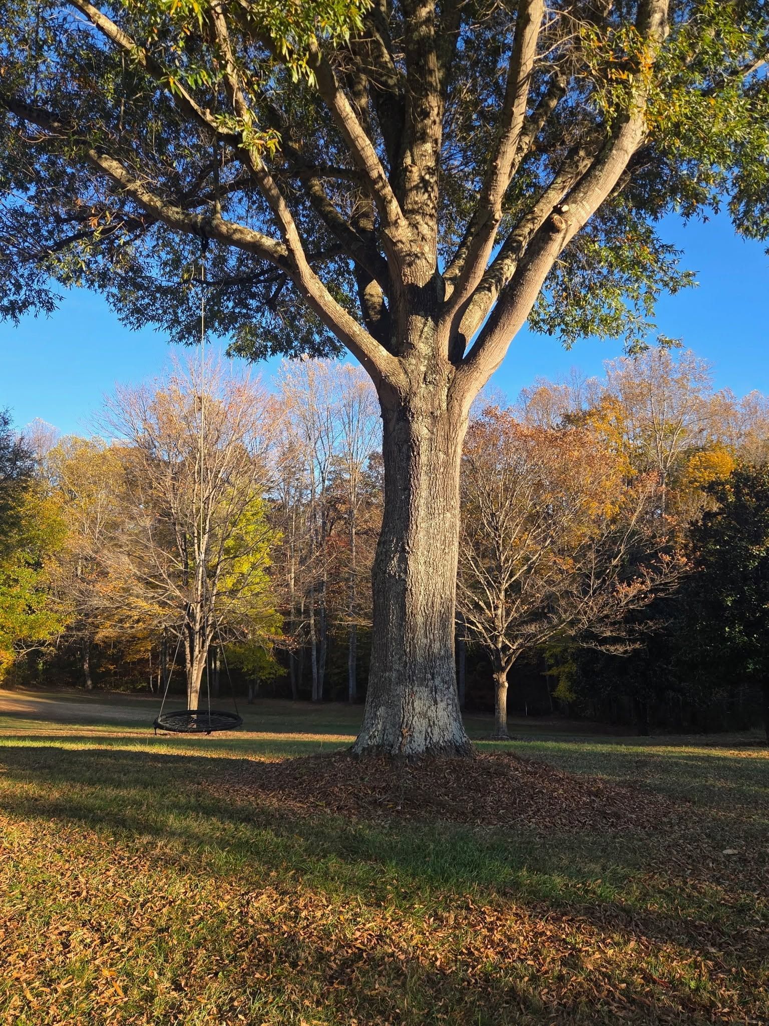Large tree in a sunlit grassy park with autumn-colored trees in the background