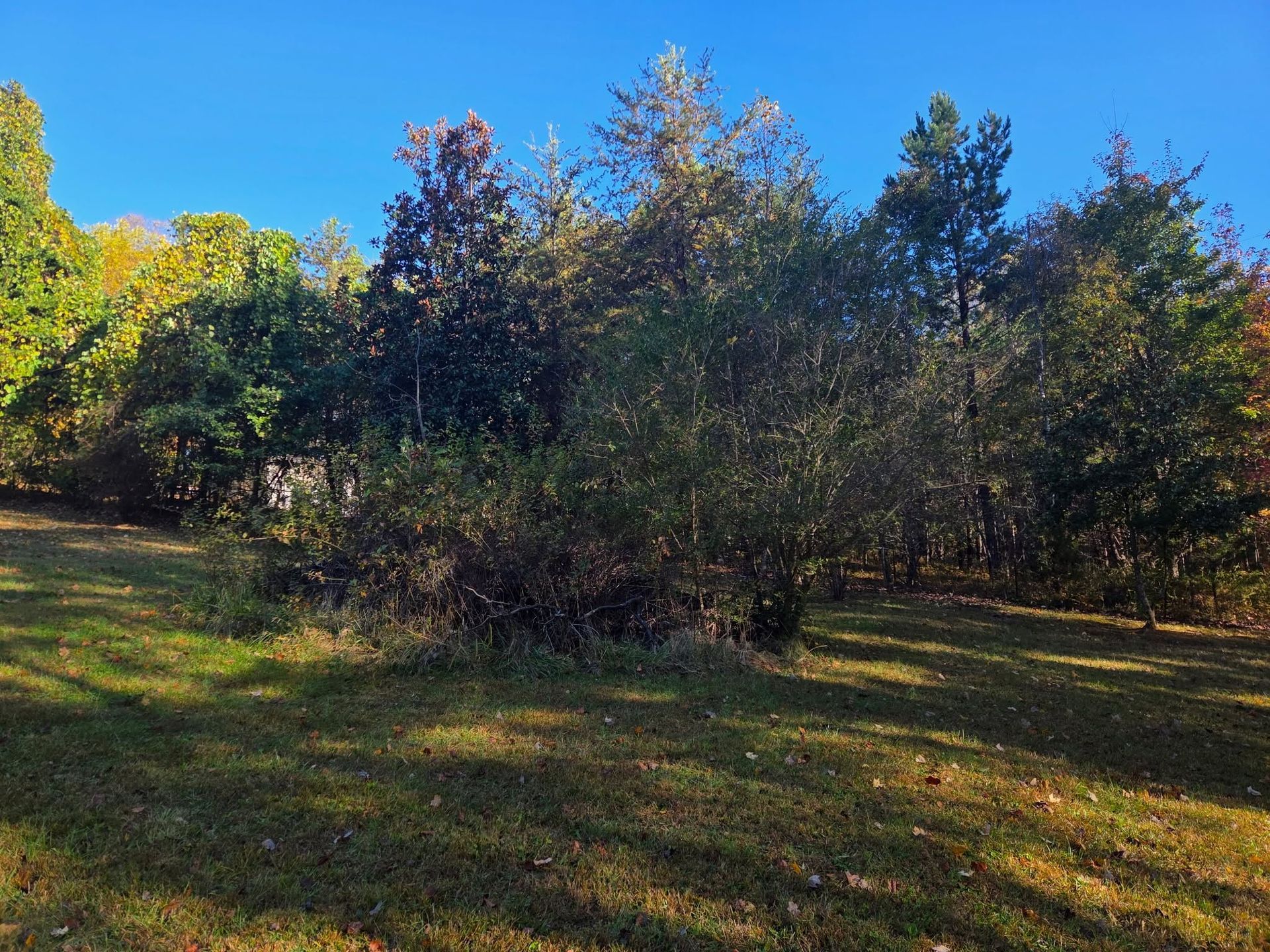 Sunny wooded field with green grass and trees in autumn colors