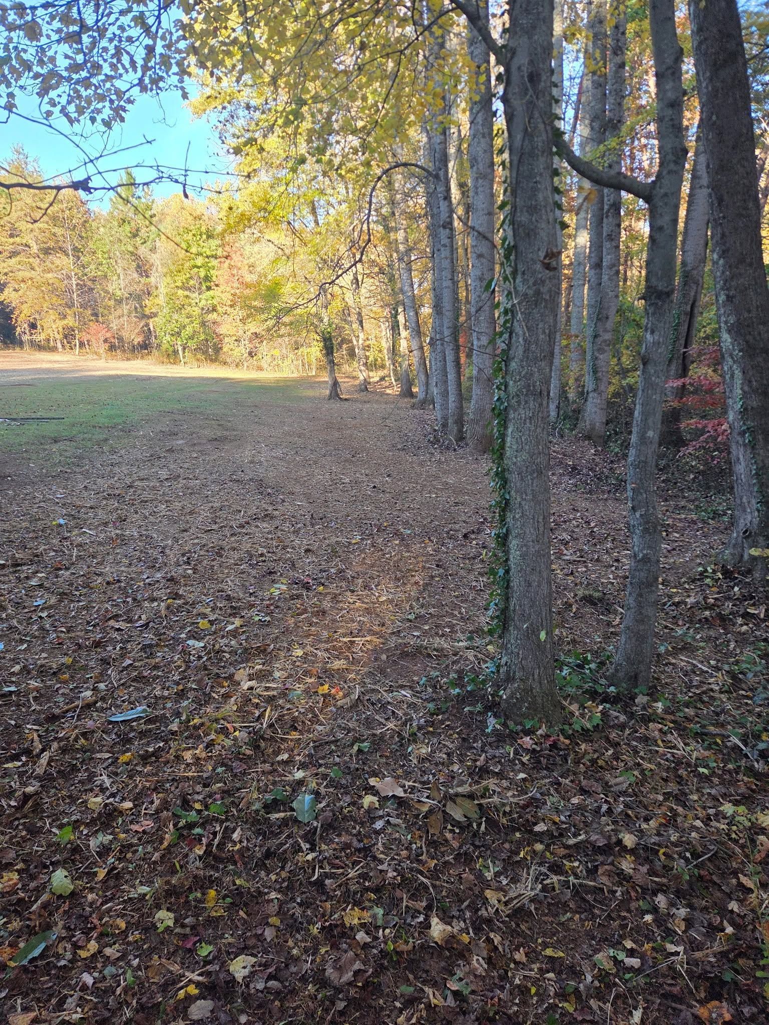 Autumn woodland edge with leaf-covered ground, tall trees, and a grassy clearing in the distance
