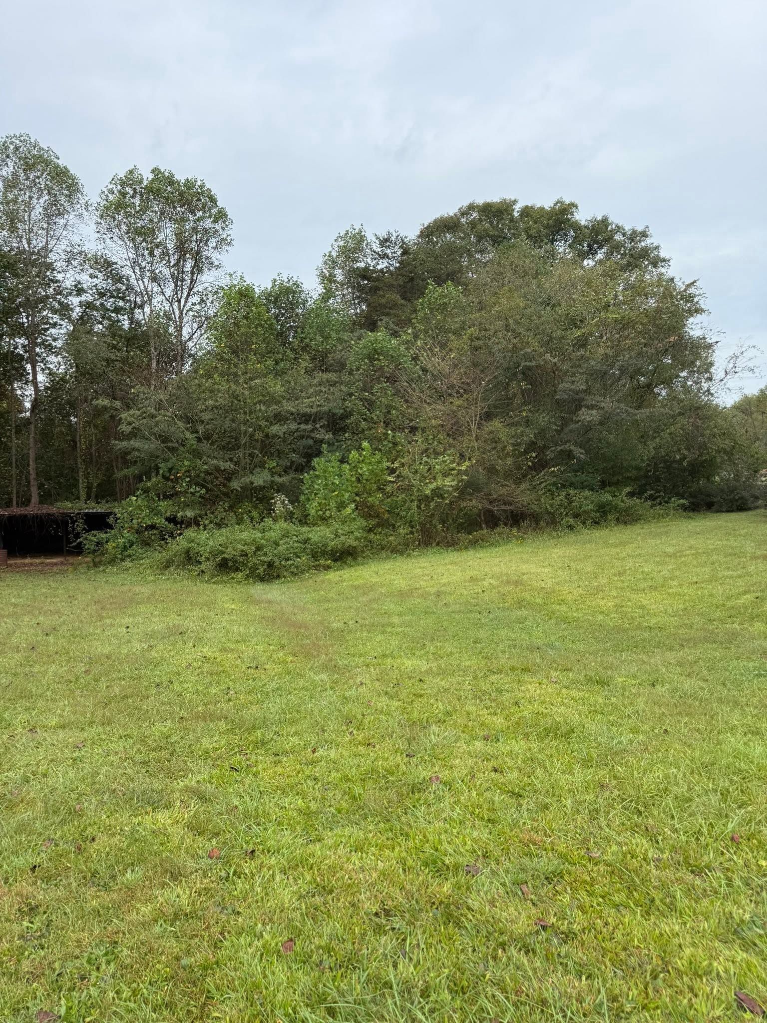 Grassy field with dense green trees and shrubs under an overcast sky