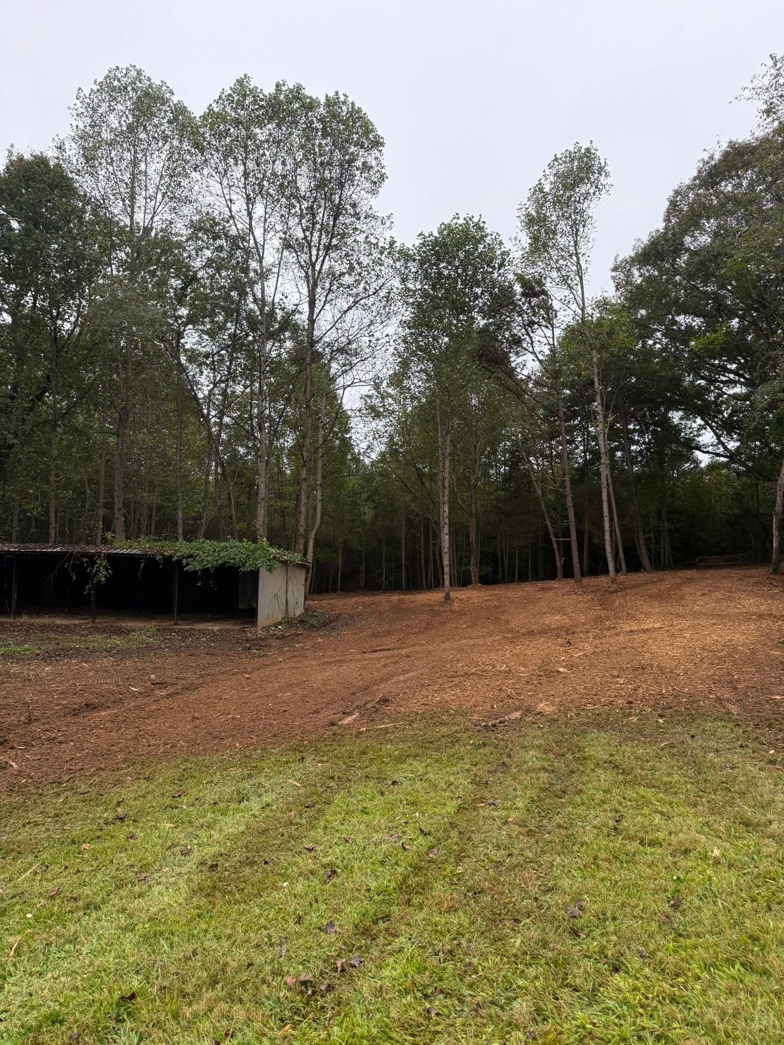 Sparse trees on a sloped grassy field under an overcast sky, with dry leaves and a small shed at left.
