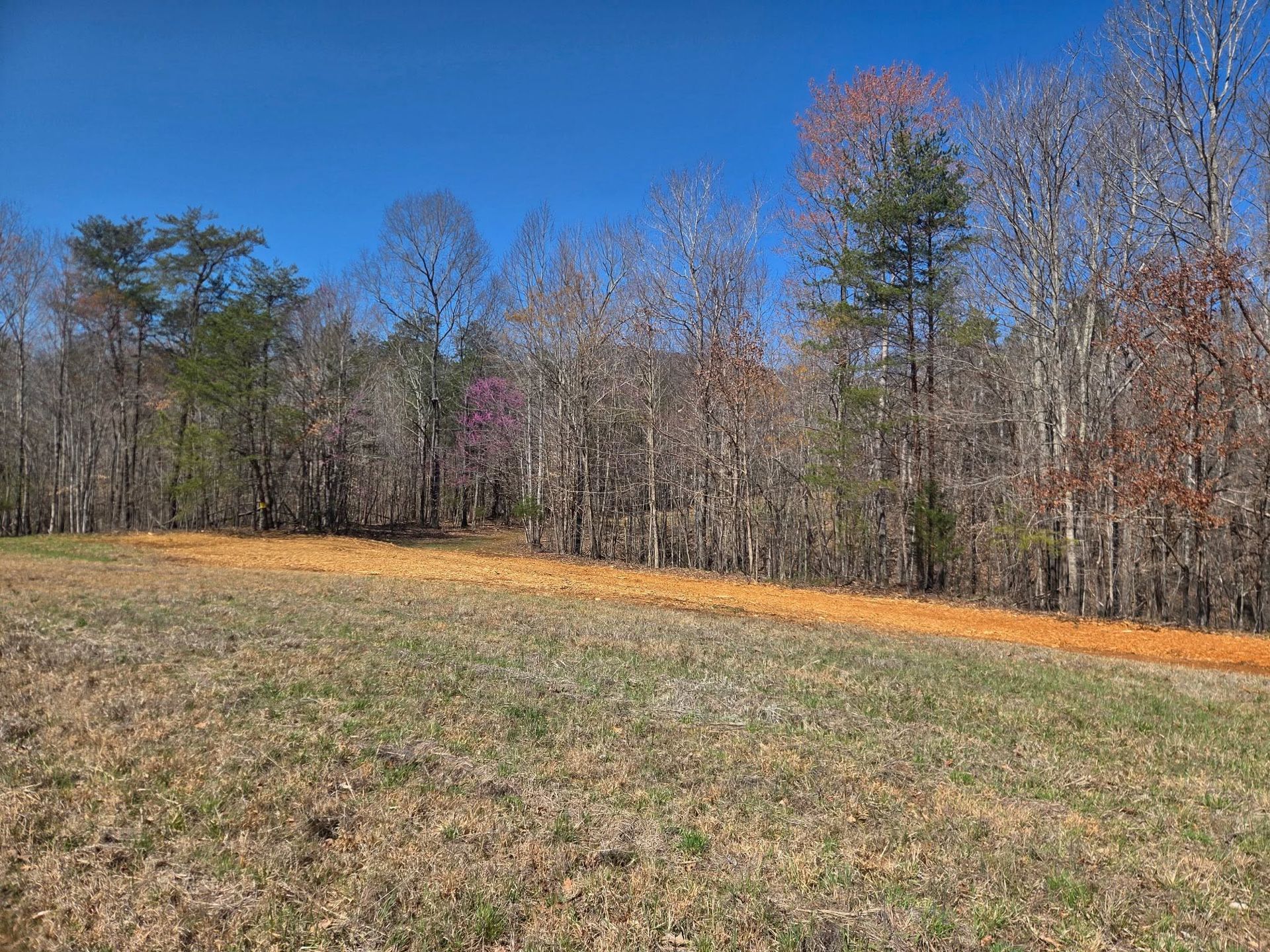 Open field with dry grass beside a line of bare autumn trees under a clear blue sky