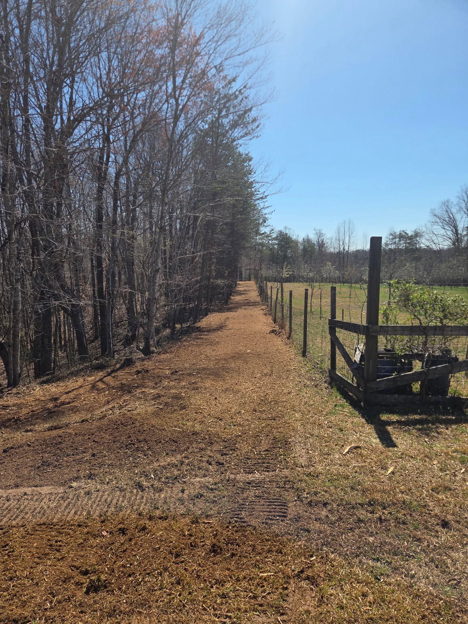 Rural dirt road beside leafless trees and a fenced field under a clear blue sky