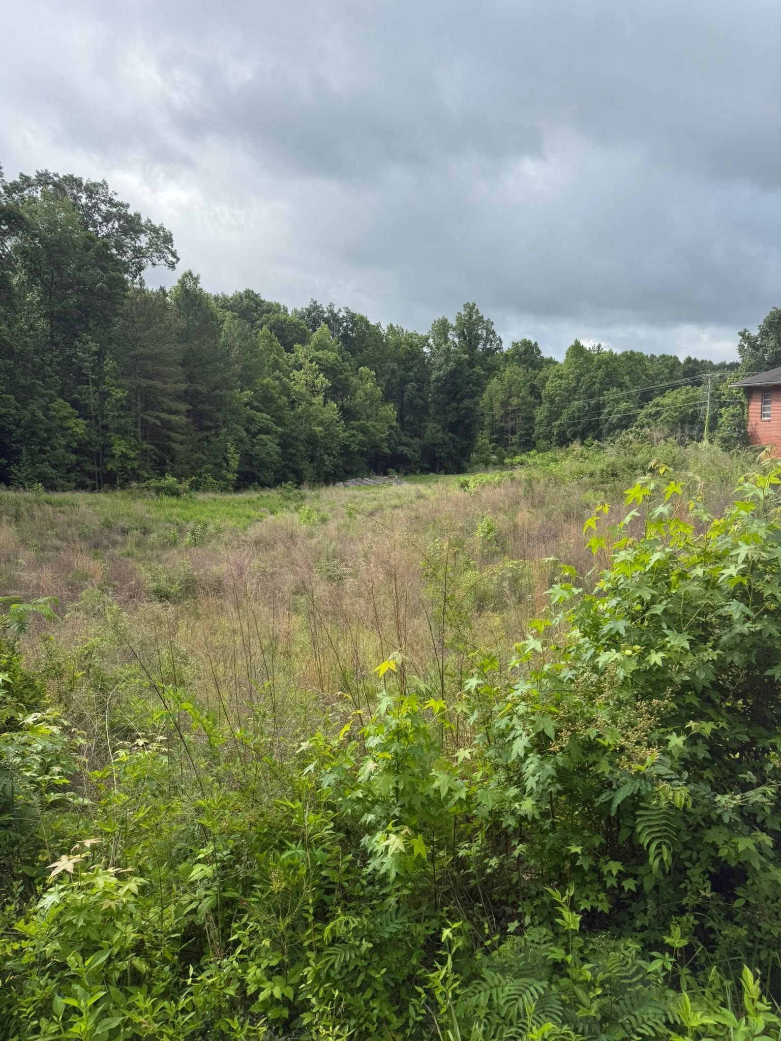 Overgrown field with wild grass and shrubs under a cloudy sky, trees lining the edge, house partly visible справа