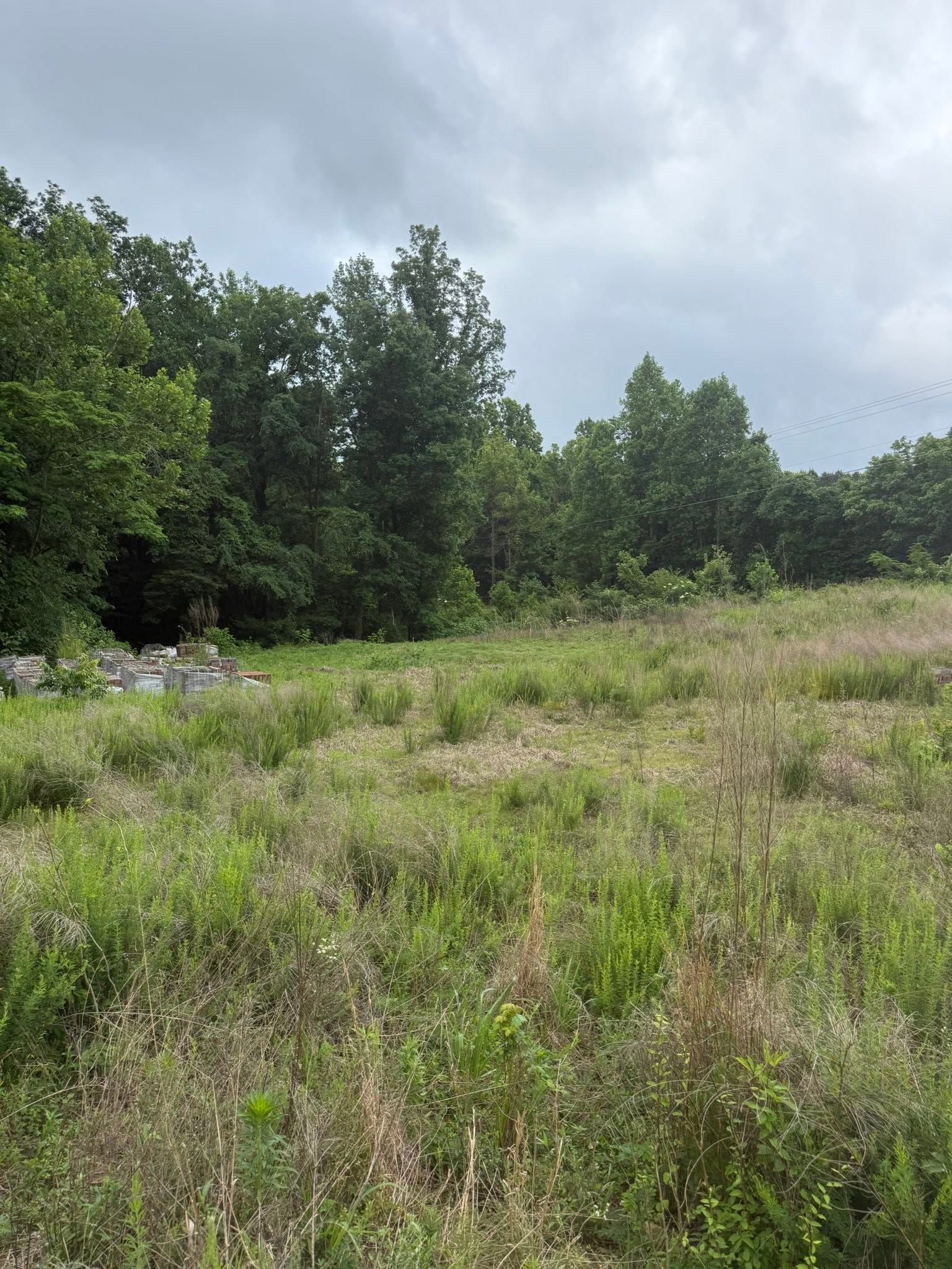 Grassy meadow with wildflowers and trees under a cloudy sky