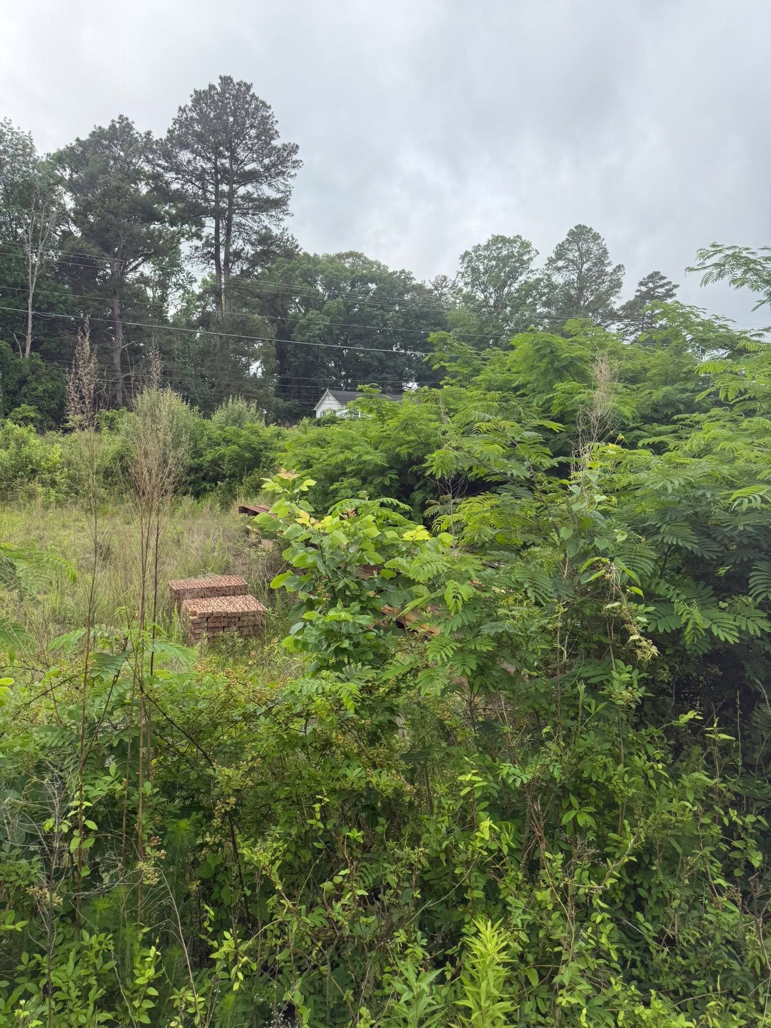 Overgrown green field with shrubs and tall trees under a cloudy sky