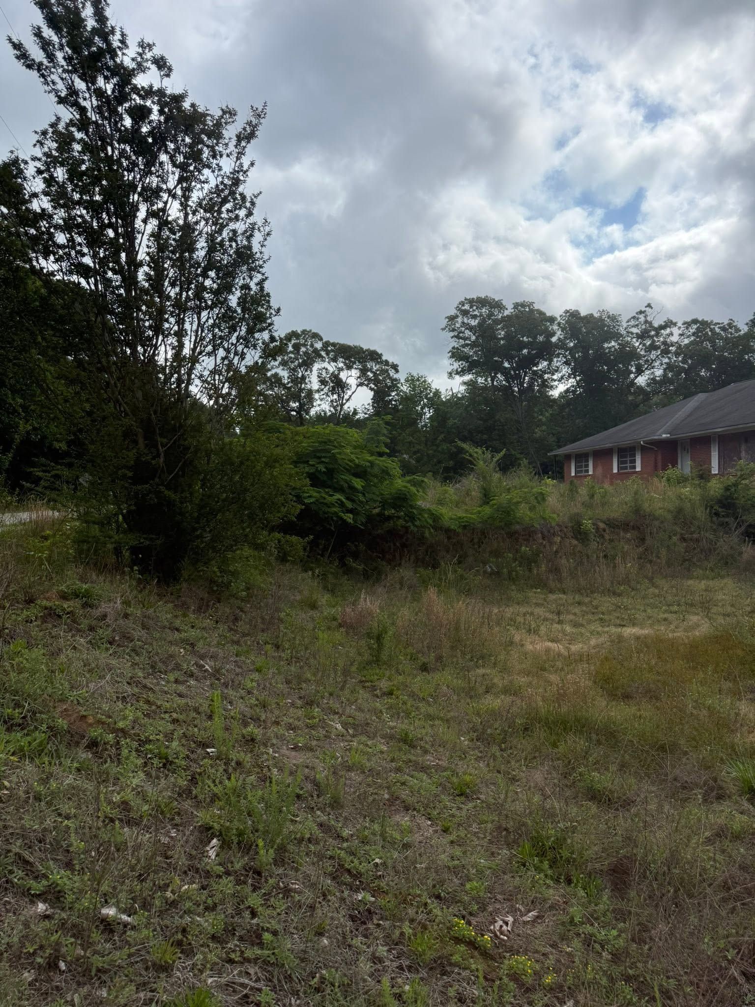 Overgrown grassy lot with trees and a red house partly visible under a cloudy sky