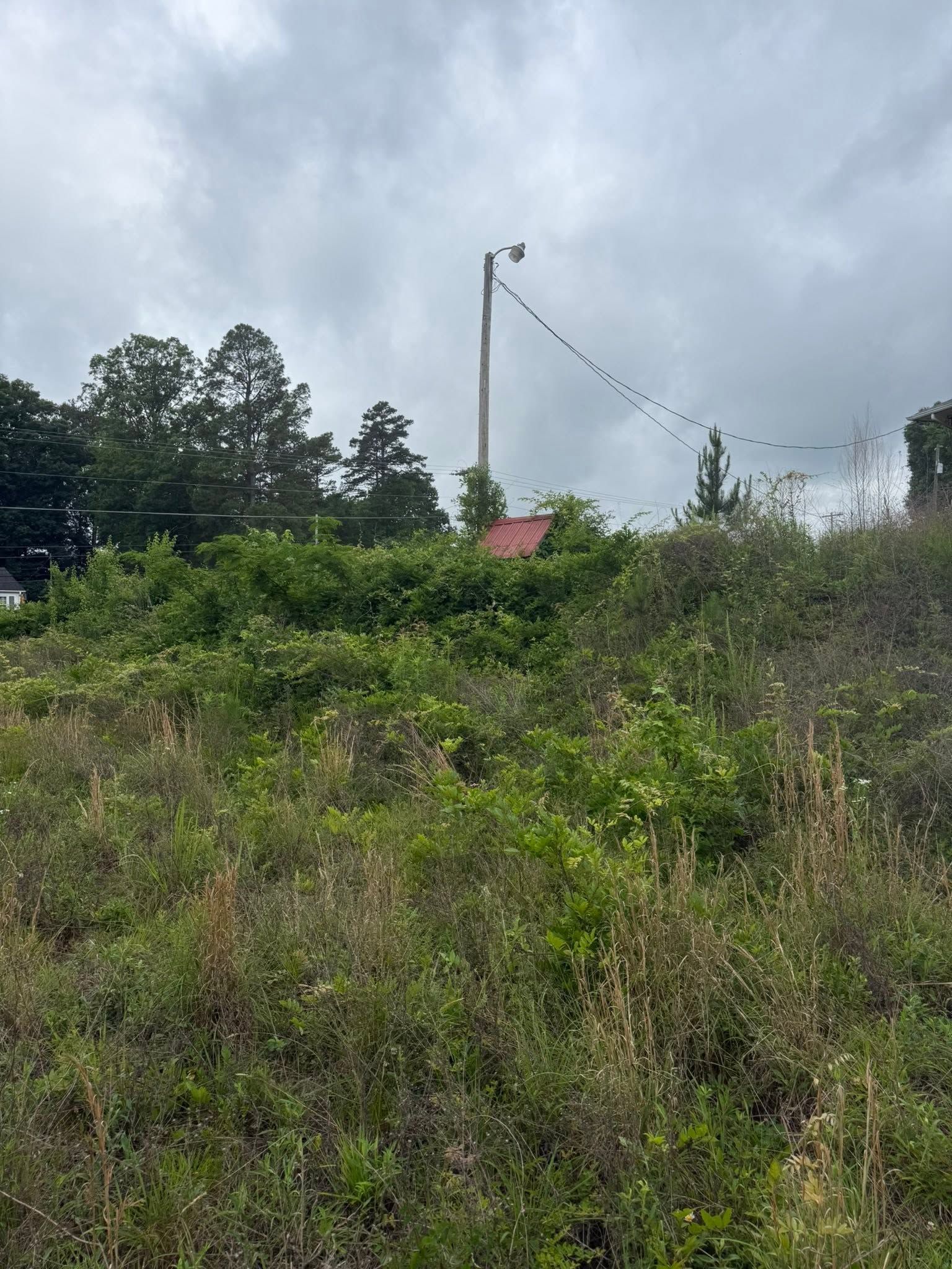 Overgrown hillside with trees, a utility pole, and a cloudy sky