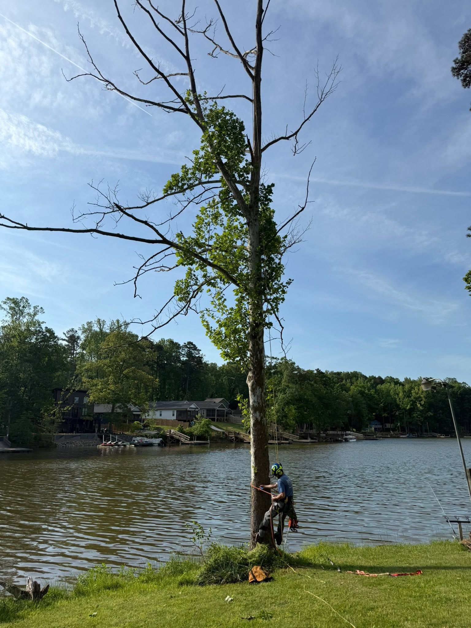 Leafy tree by a lake on a sunny day, with a small dog at the base and houses across the water.