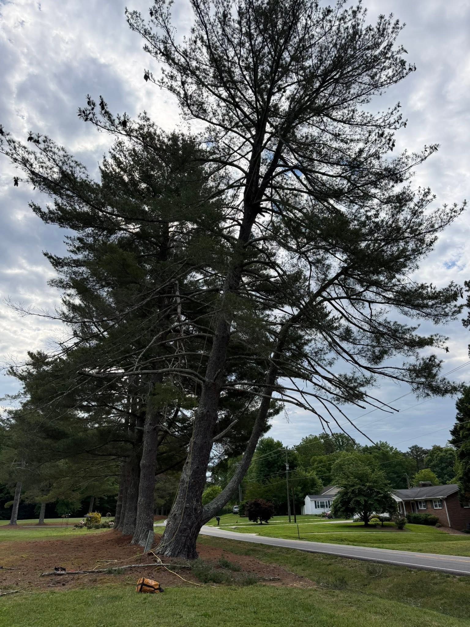 Large tree beside a roadside in a cloudy rural area, with power lines and a house in the background