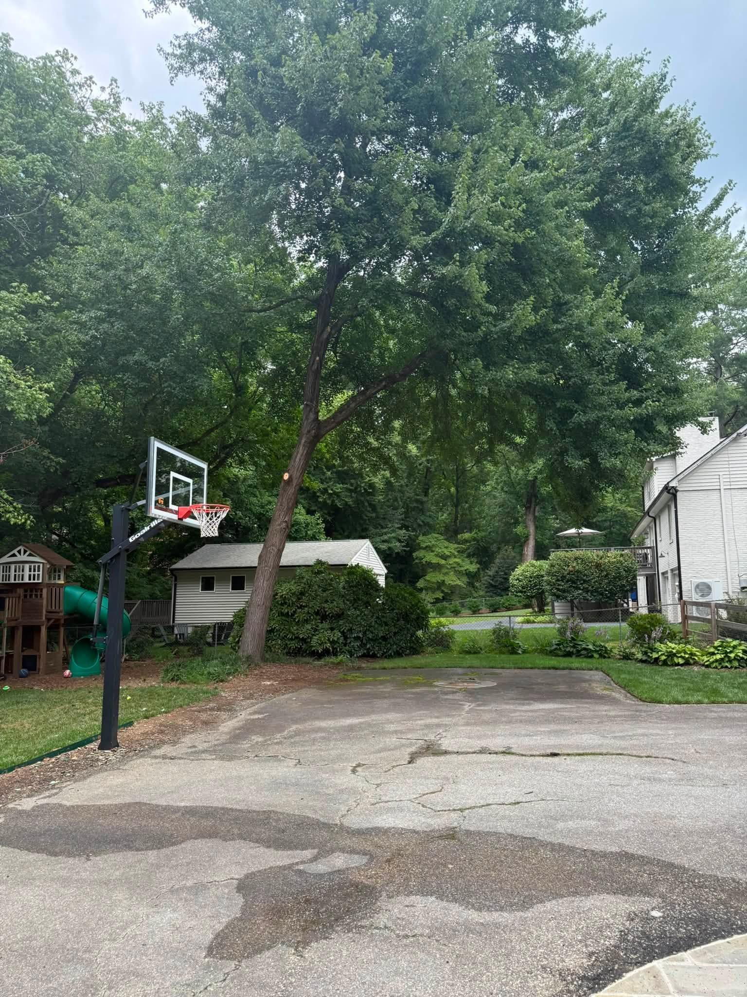 Driveway with a basketball hoop, large trees, and houses in a suburban yard.