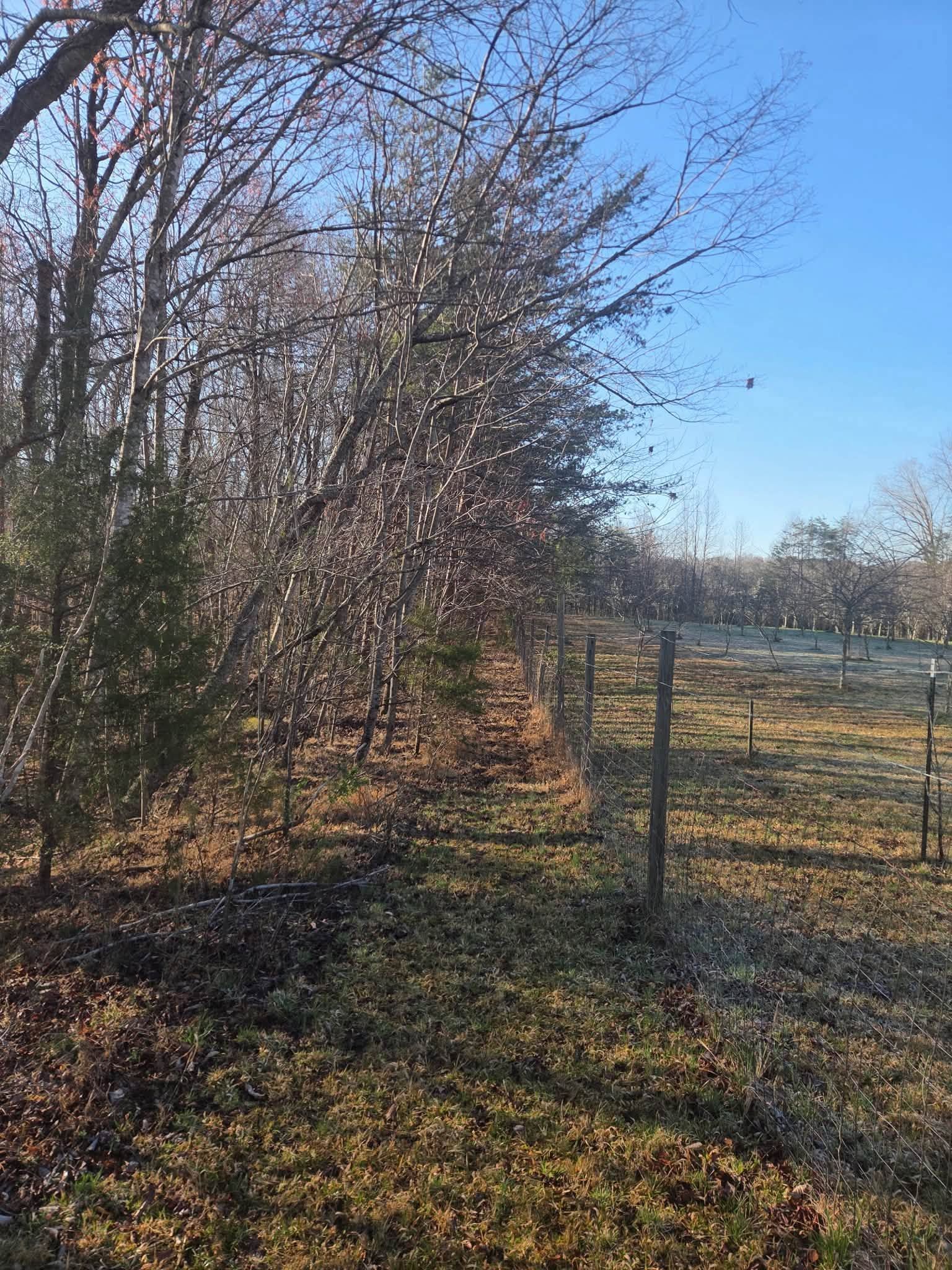 Leafless trees and a wire fence in a sunny field with brown grass and blue sky