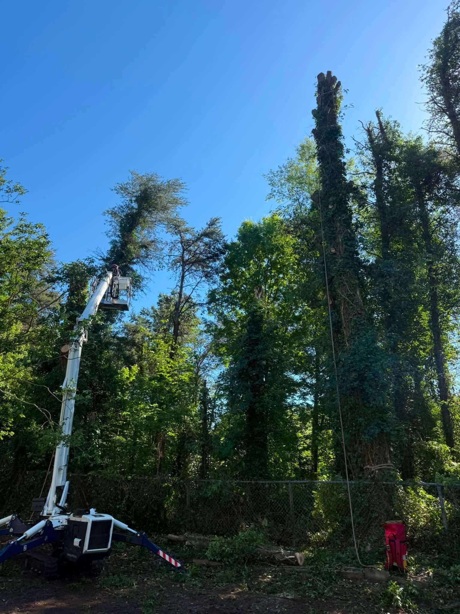 Tall trees in a forest with a blue sky overhead and a white crane arm near the left side.