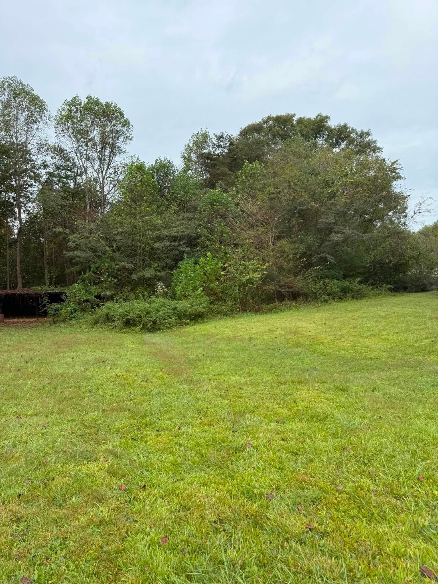 Grassy field with dense green trees and shrubs under an overcast sky