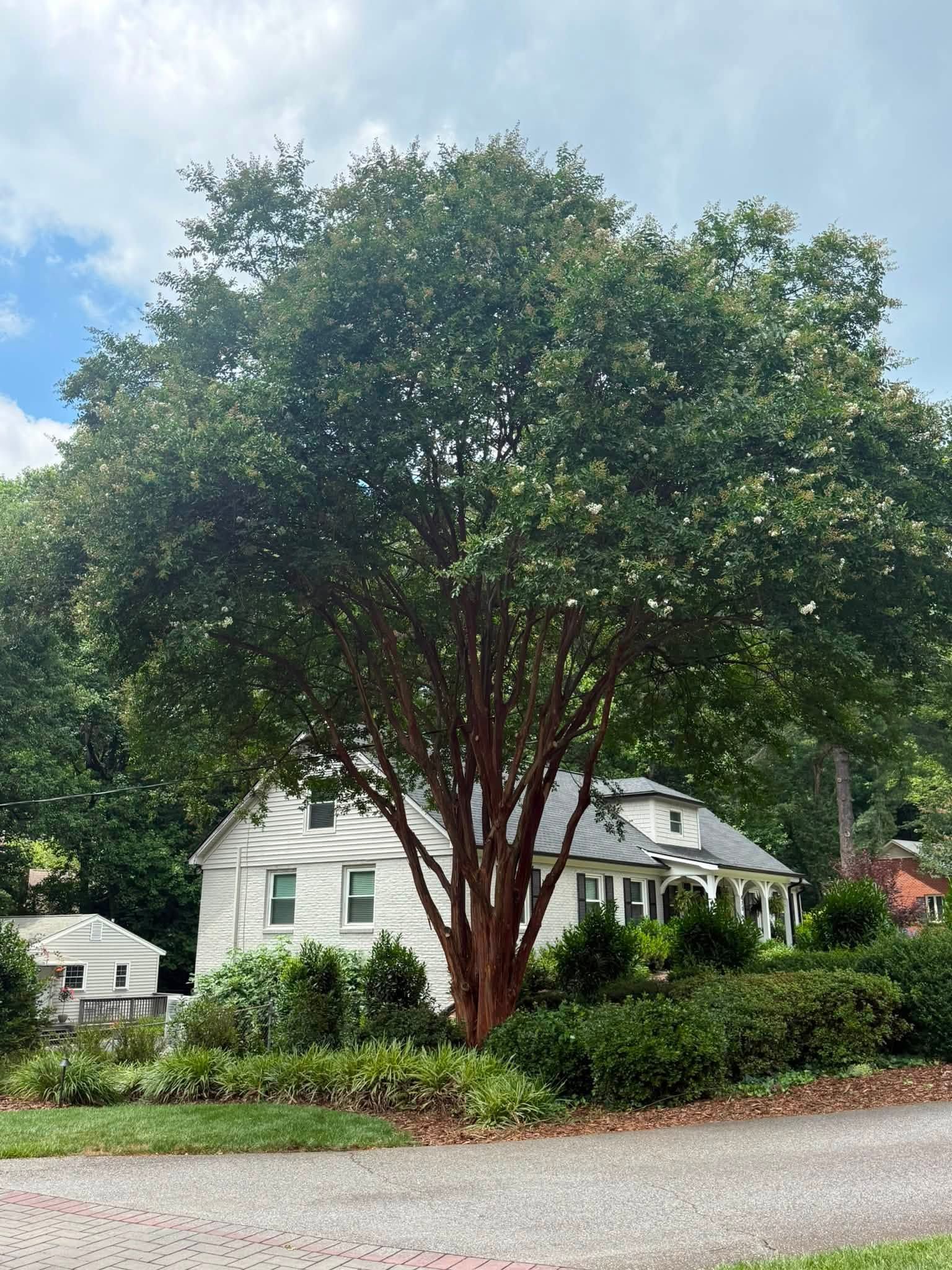 Large tree with reddish trunks in front of a white house and green shrubs by a gravel driveway.