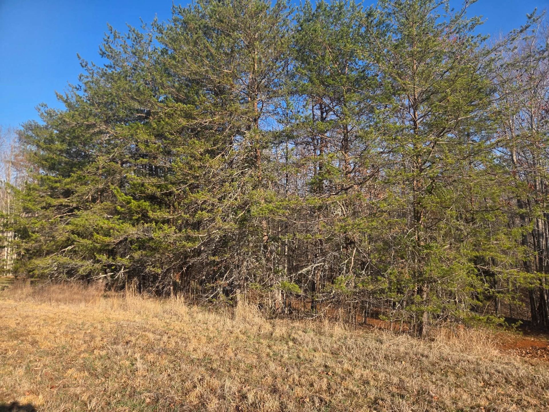 Dry grassy field with a cluster of green trees under a clear blue sky.