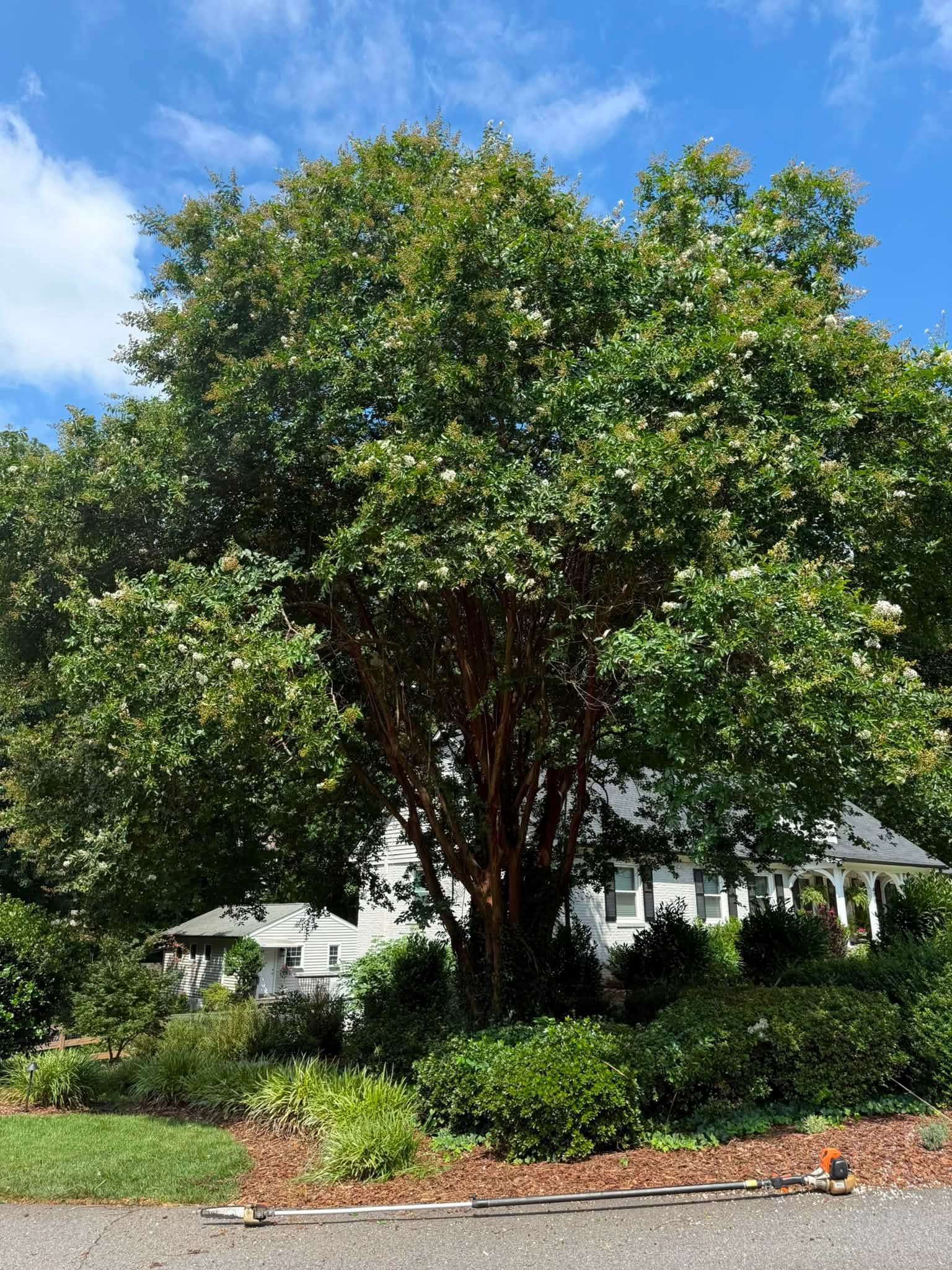 Large leafy tree in a sunny yard with a house partially visible behind it